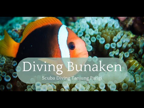 Tanjung Parigi: A Dive into the Depths of Indonesia's Northern Bay #scubadiving #indonesia