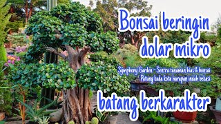 Bonsai beringin dolar mikro batang berkarakter