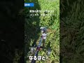 ニシガキT型バリカン