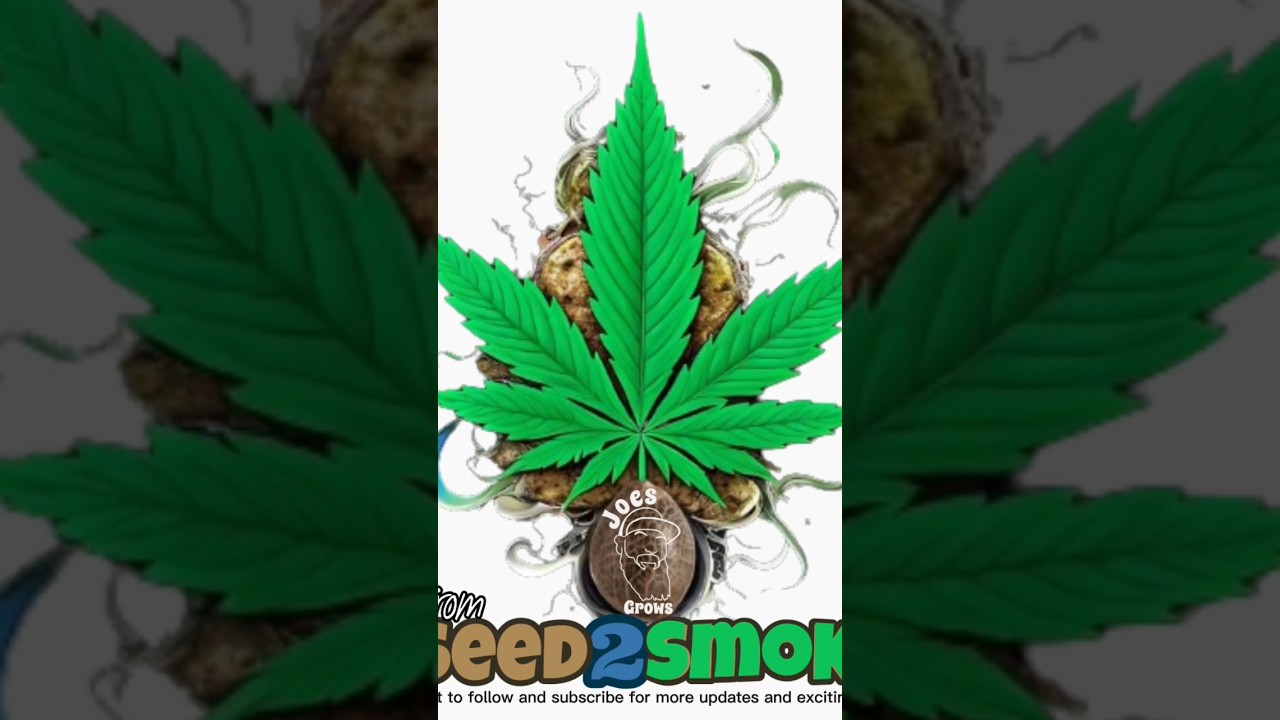 From seed to smoke a NEW SERIES for Growers