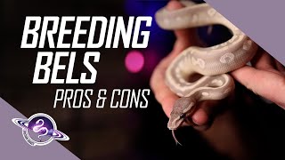 Famous Pros & Cons of Breeding BEL Ball Pythons | Egg to Shed | #ballpython #snake #reptiles #ballpythons Net Worth
