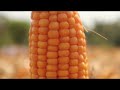 Panen Jagung melimpah berkat Program ICARE