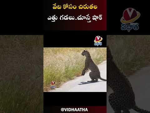 క్రుగర్ పార్క్ లో చిరుత వెనుక కాళ్లపై నిలబడి వేట కోసం చేసిన ఎత్తుగడ..| Viral video