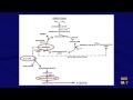 Brain on Fire Session 3 Teaser 20 Neurotransmitter Effects From Excess Ammonia