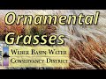 Ornamental Grasses