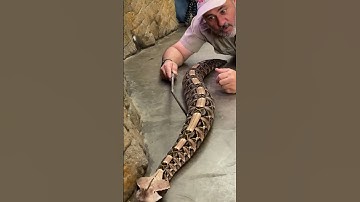 Gaboon Viper, the snake with the world’s longest fangs😳