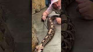 Celebrity Gaboon Viper, the snake with the world’s longest fangs😳 Net Worth