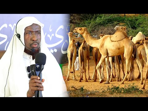 Geelii Mowliidka Ayaa Suuqa Lagu Gadayaa Isagoo Raqiis Ah Ee Ha Gadanina Waa Xaaraan