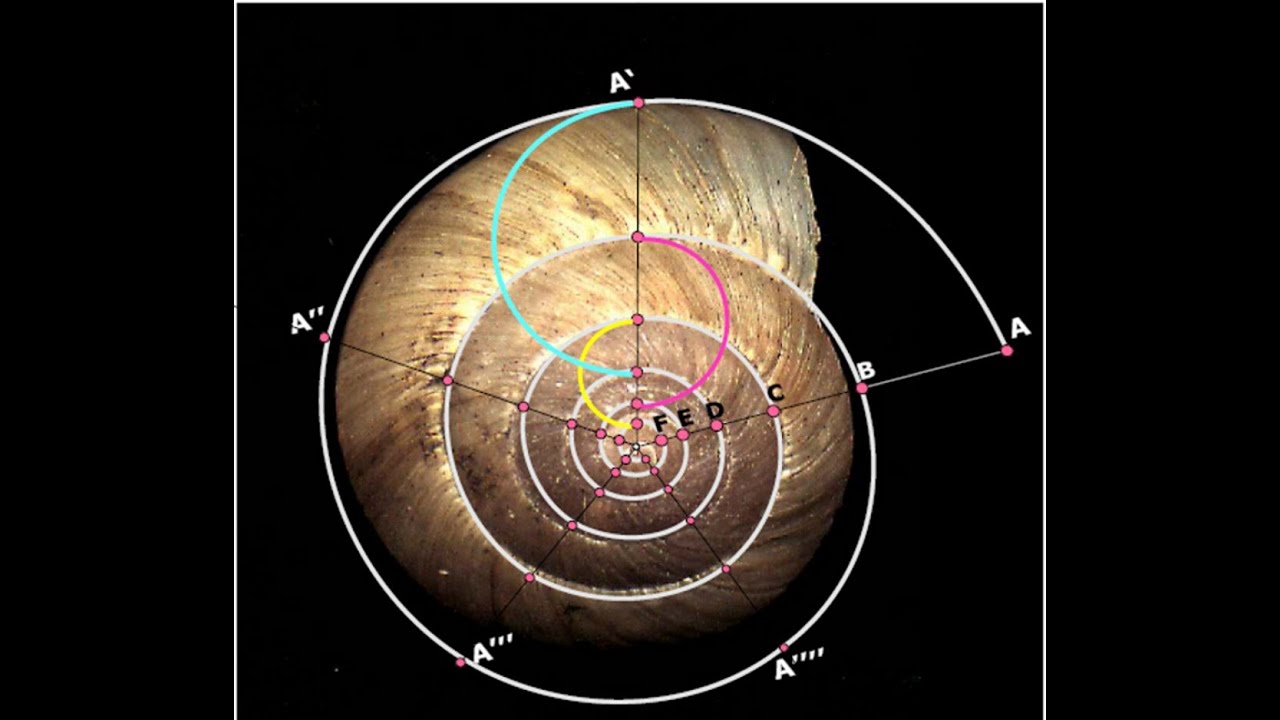 Le mythe du nombre d'or