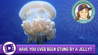 Ask Tierney - Have you ever been stung by a jelly