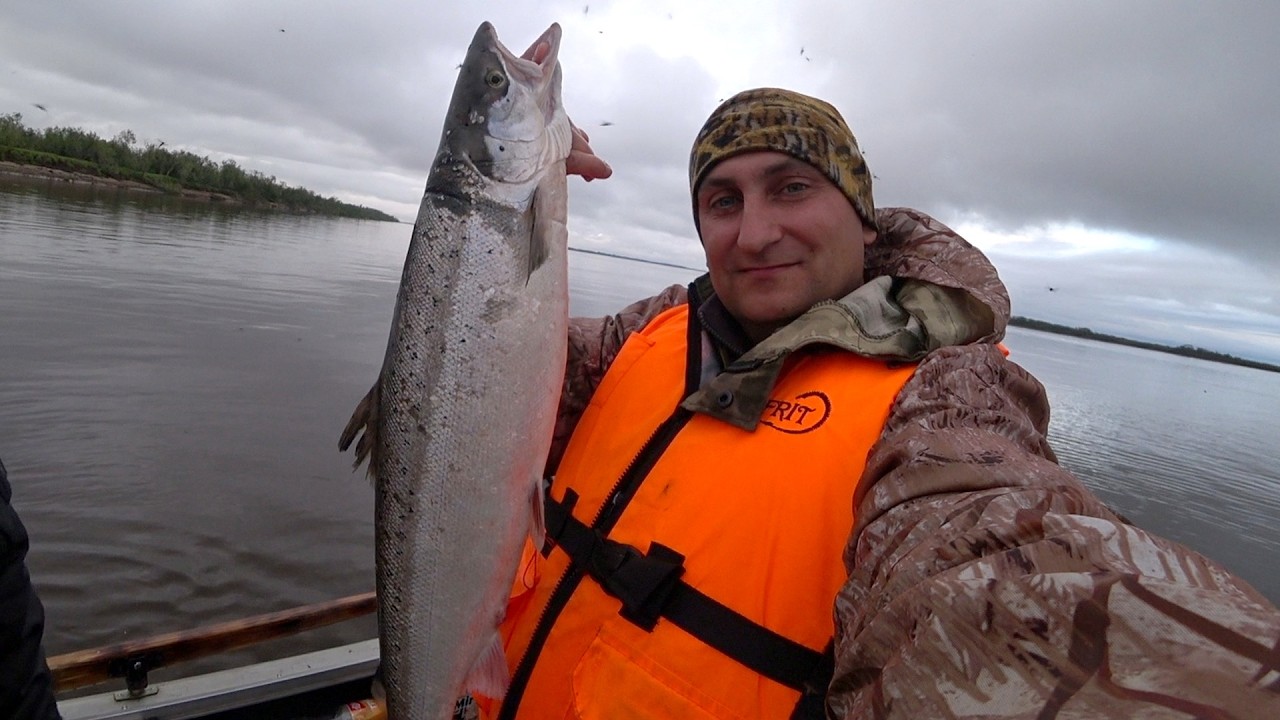 Рыбалка на семгу. Промысловый вылов рыбы сетями.