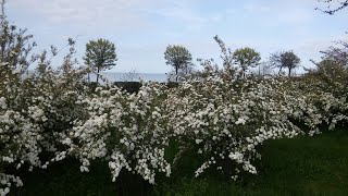 Park Çiçekleri - Park Çiçek Çeşitleri - Santrali - Vs