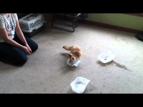 Fennec Fox Cognition Experiment