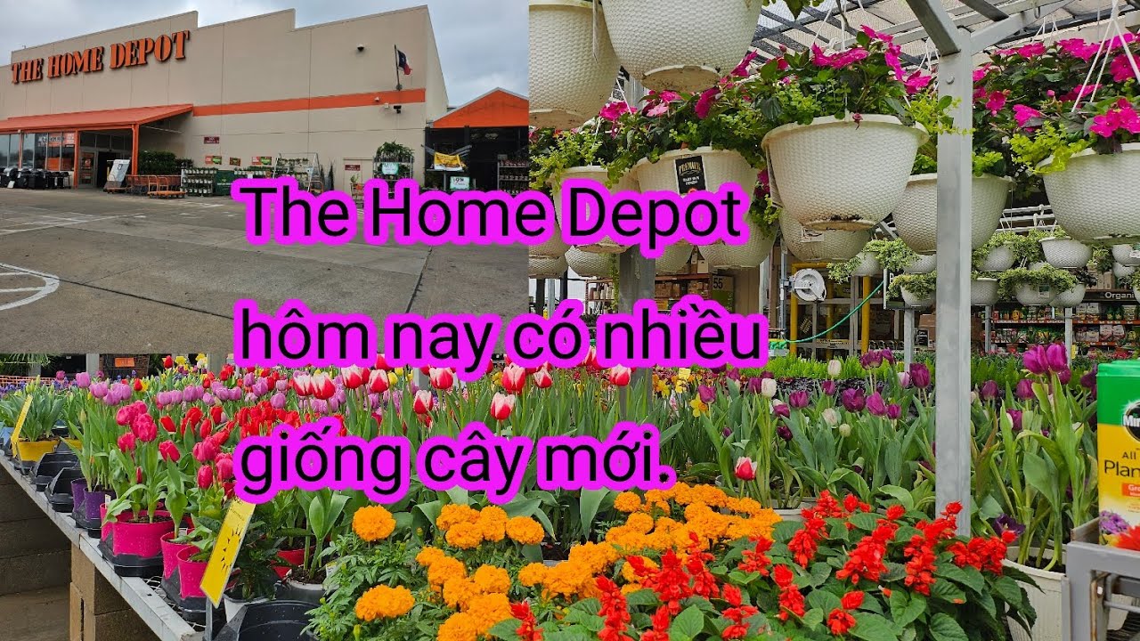 #660:Chợ the home depot  hôm nay  đã có rất là nhiều giống cây cho mùa xuân năm 2026.