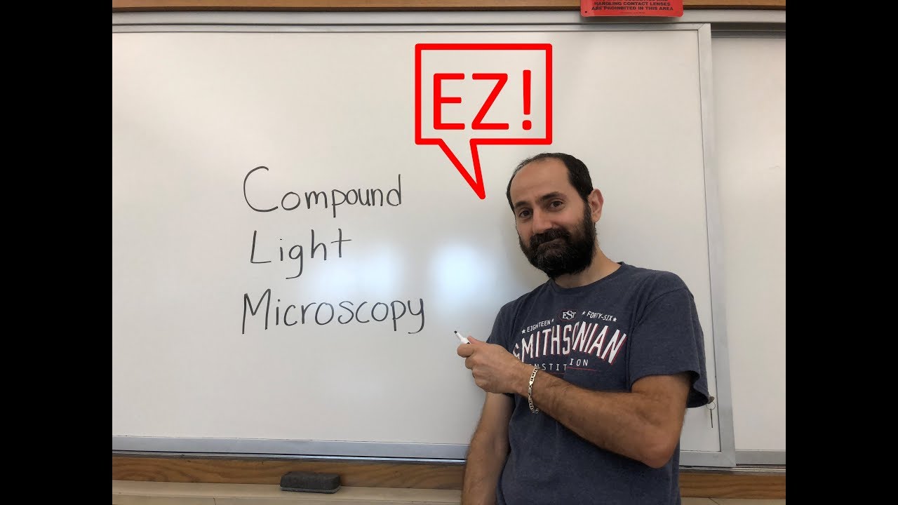 How to use a compound light microscope - YouTube
