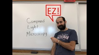 How to use a compound light microscope