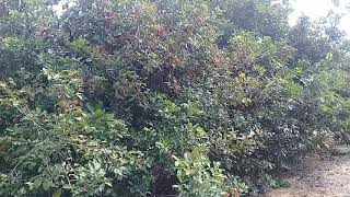 Rahmah Sulong Hartanah⛳TANAH KEBUN BUAH & RUMAH SARANG BURUNG WALID,LENGGENG,NEGERI SEMBILAN Rahmah Sulong Hartanah⛳TANAH KEBUN BUAH & RUMAH SARANG BURUNG WALID,LENGGENG,NEGERI SEMBILAN