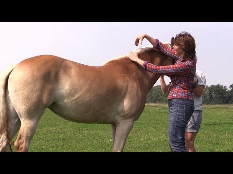 Instructievideo Body Condition Score (BCS) bij paarden