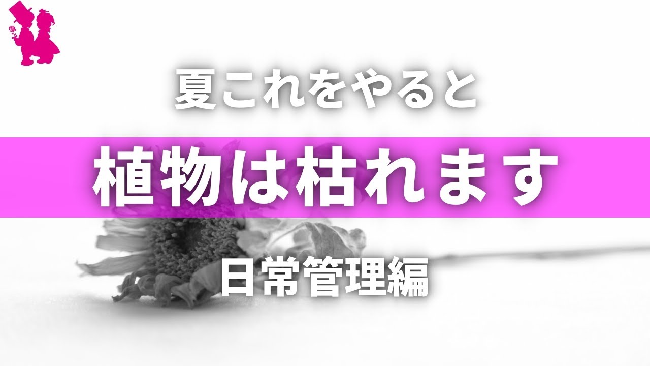 ガーデニング 絶対禁止 夏に鉢植えの植物が枯れる原因 Youtube