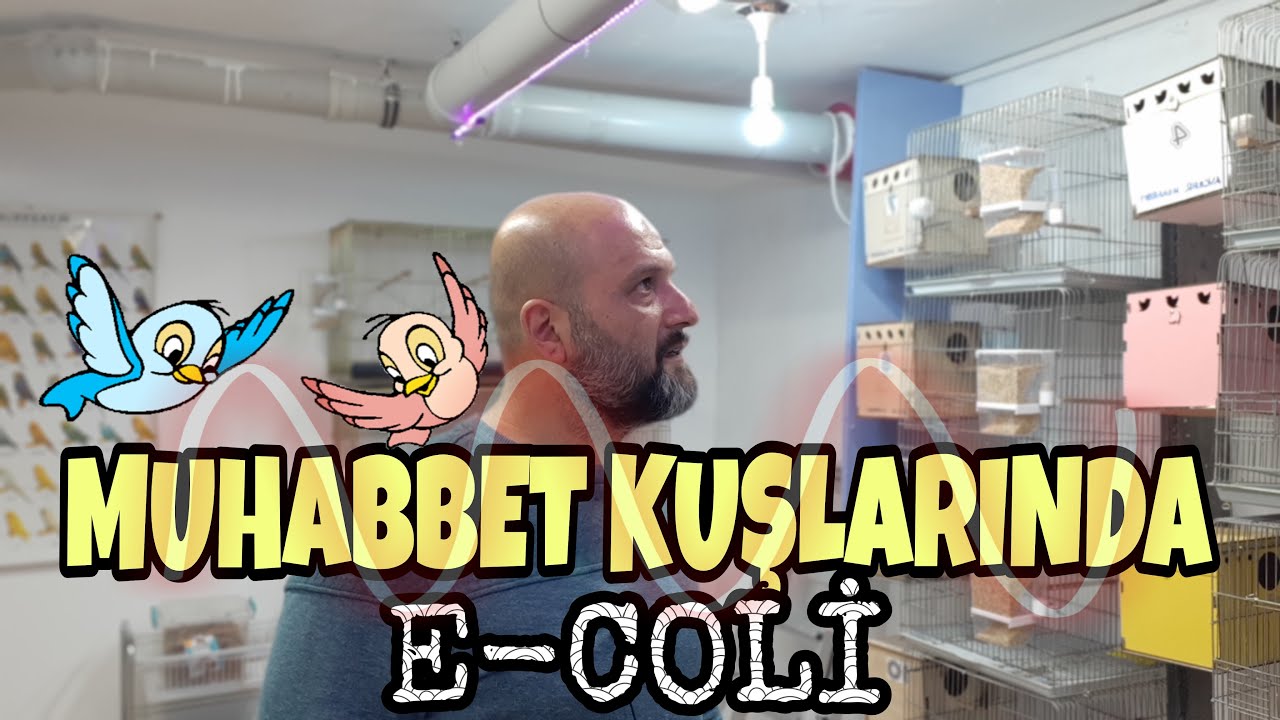 MUHABBET KUŞU E-COLİ // E-COLİ NEDİR ?