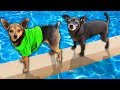 Last Dog to Fall in Pool Wins $10,000 Challenge! PawZam Dogs