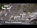 Mountain Goats Take A Trip To The Valley To Soothe Sore Bellies (360 Video) | Wild Canadian Year