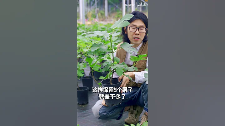 無花果結果期的疏果小技巧~ - 天天要聞