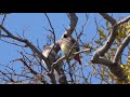 春の野鳥ショータイム