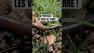 Protegez les vers de terre !! #jardinage #jardin #conseil #astuce #verdeterre #lombric #ecologie