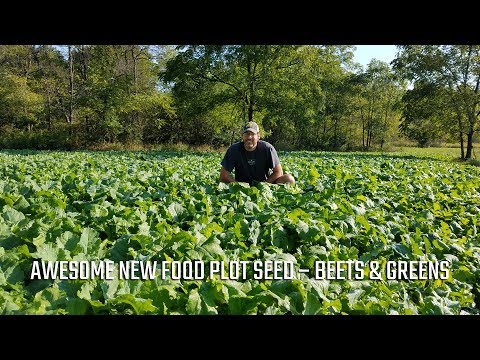 AWESOME New Food Plot Seed – Beets and Greens!