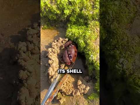 How Did He Find The Last One 😳 (@catchfish.videos)