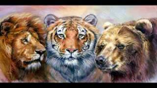 Eye of the tiger, Tribute to the greatest predator on earth the tiger.