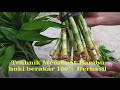 Download Lagu Tekhnik / cara pembuatan Bambu hoki / lucky Bamboo agar berakar