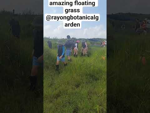 floating grass at Rayong Botanical Garden Thailand