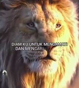 story wa singa