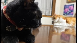 テーブルの向こうに|0823(日)2:13~|ラジオ感覚でどうぞ