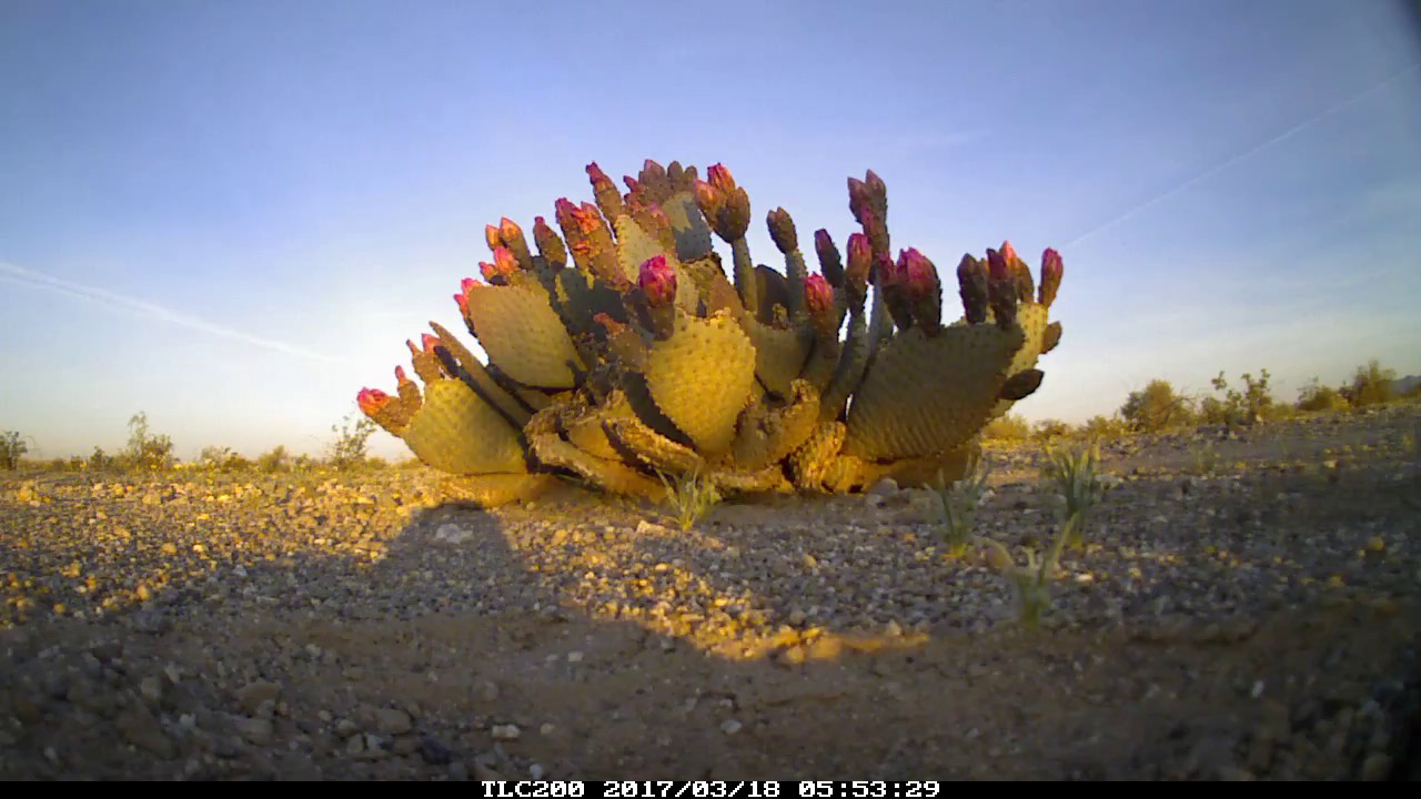 Timelapse: Beavertail Cactus Bloom 