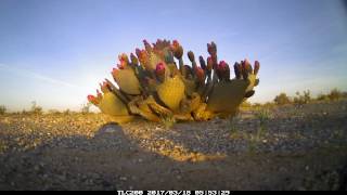 Timelapse: Beavertail Cactus Bloom