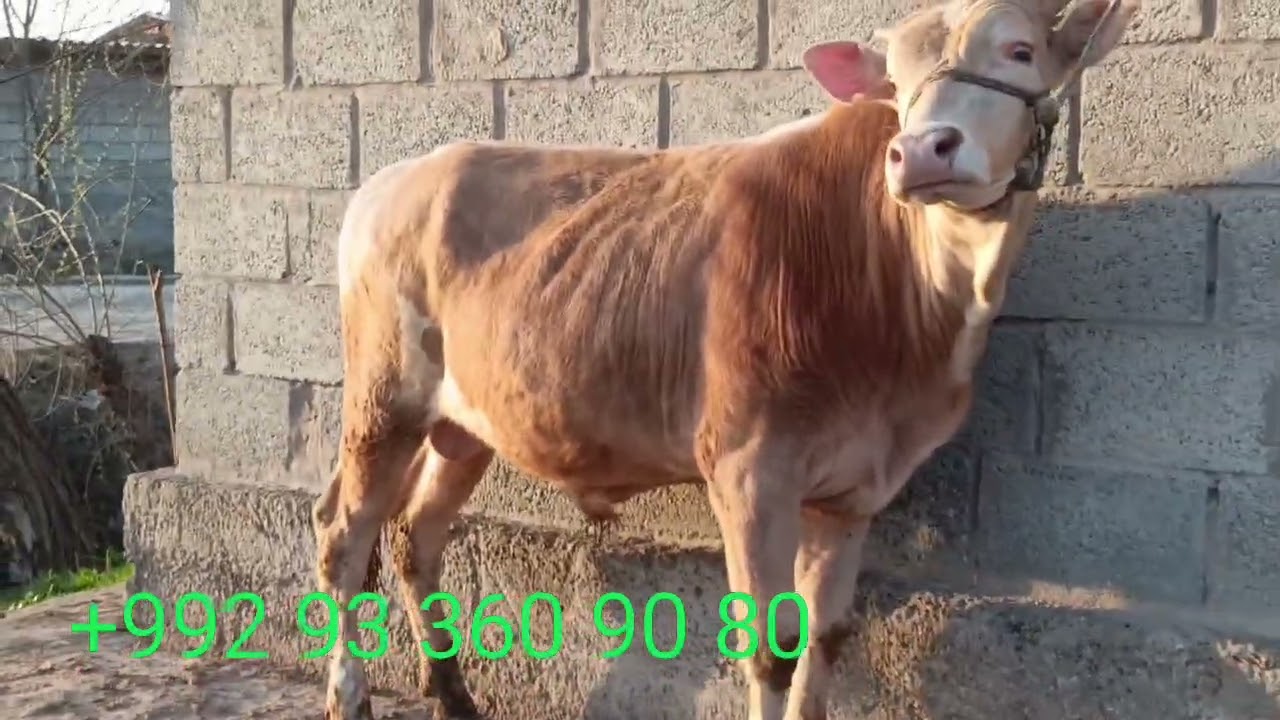 2 сар букача барои сари адйр ба нархи арзон метавонет харидори намоед