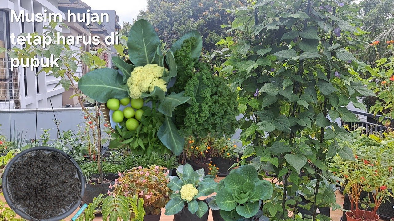 Pupuk tanaman pakai pupuk alami anti ribet,  panen lagi sayuran, update tanaman pisang 