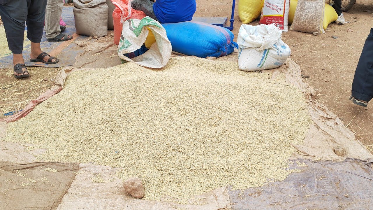 مباشرة من سوق أربعاء اولاد سعيد اتمنة  الحبوب والقطاني القمح،الشعير، عدس،حمص...