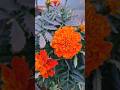 Dil Ne Tera Naam Liya #shorts #ytshorts #love #song #music #status #viral #trending #flower