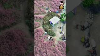 국내 최대 규모의 핑크뮬리 정원 찾는다면? #가산수피아 #칠곡가산수피아 #핑크뮬리 #국내최대민간정원 #국내여행지추천 #가을여행추천#경북여행지 #가산수피아핑크뮬리 #핑크뮬리축제