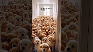 So This Is Love So This  shorts ai cute puppylovers love ai ytshorts