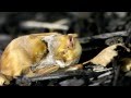 Eastern Red Bats - Mating
