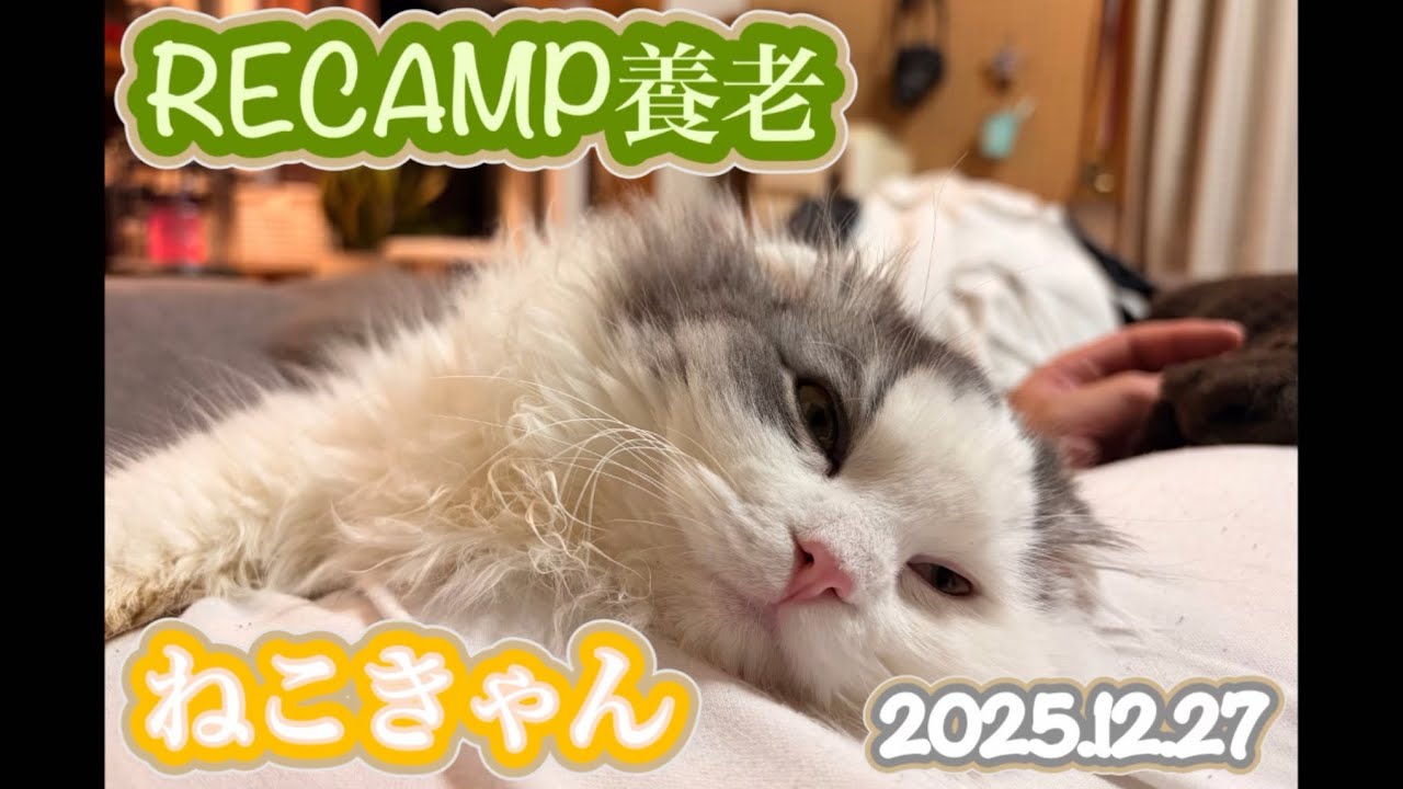 【猫連れキャンプ】トピキャン！RECAMP養老2025.12.27