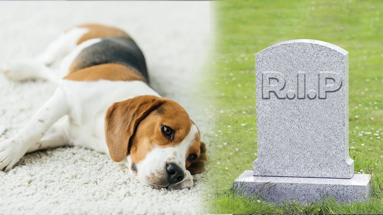 SHOCKING Ways You Are Killing Your Dog! YouTube