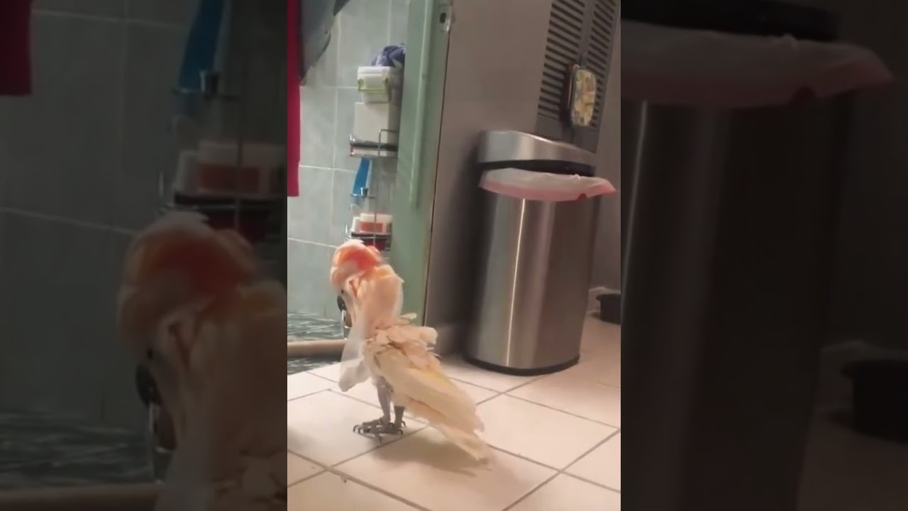 Cockatoo is very angry at the trash can and is yelling at it! YouTube