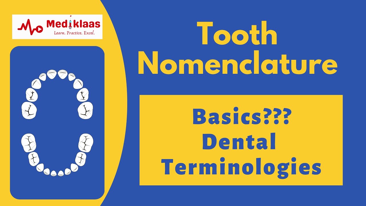 Tooth Nomenclature l Basics l landmarks l Dental Terminologies l
