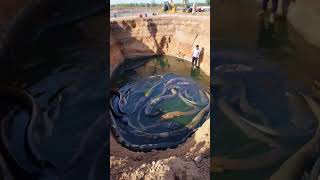 Who likes digging holes in the beach that much? #youtubeshorts